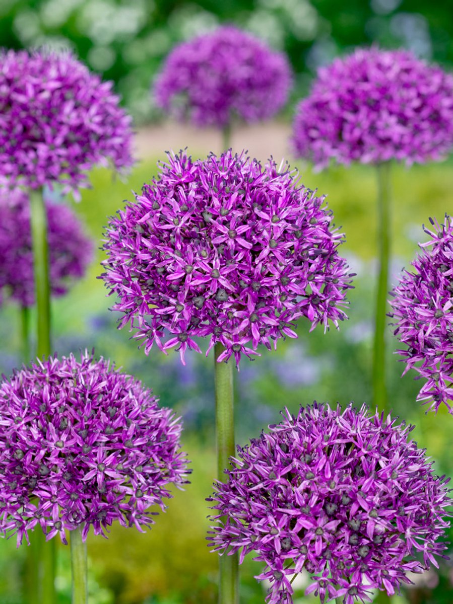 20x Allium 'Chicago' - BULBi® Bloembollen met bloeigarantie