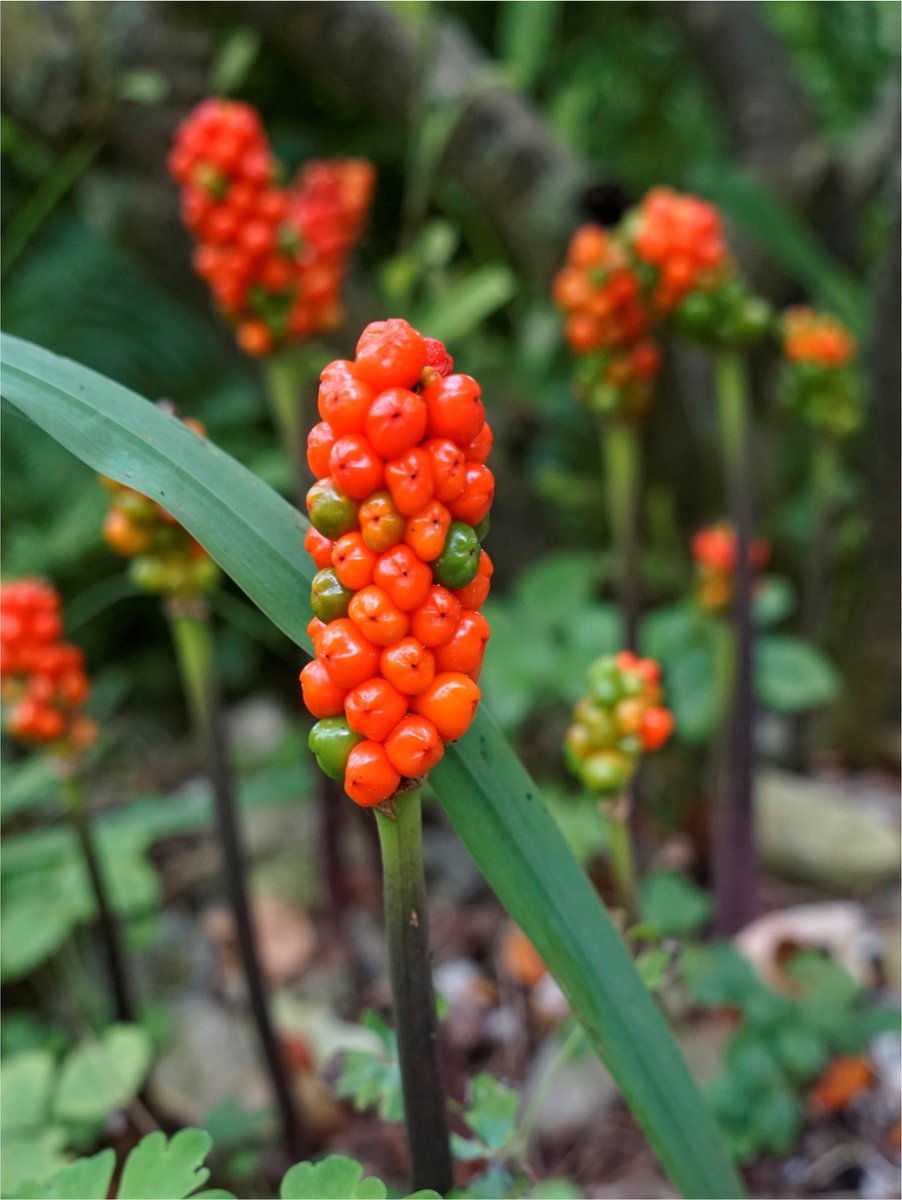 6x 'Arum marmoratum italicum' - BULBi® Bloembollen met bloeigarantie