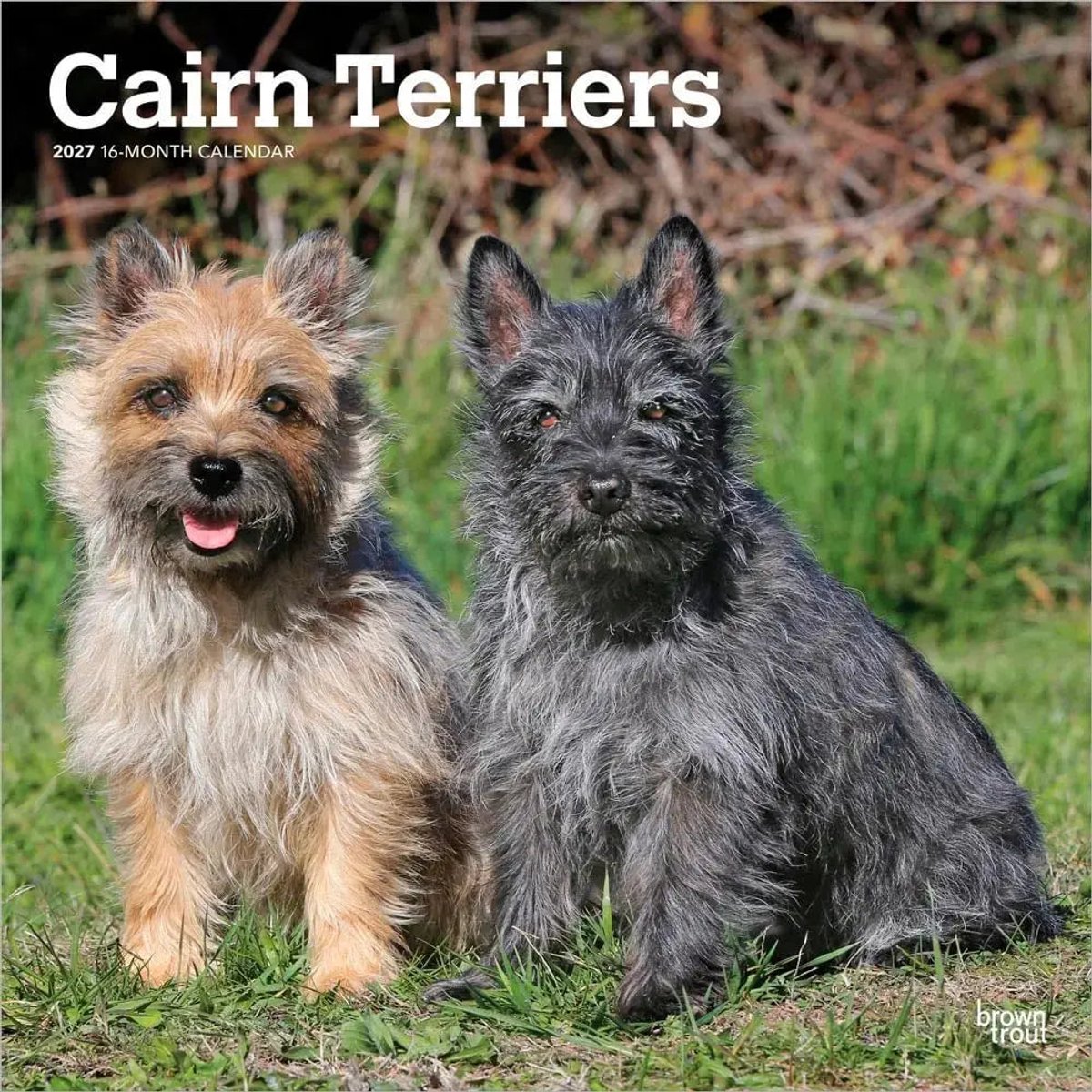 Cairn Terrier Kalender 2027