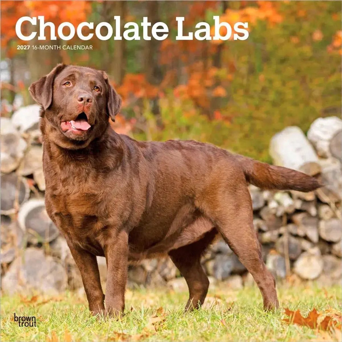 Labrador Retriever Bruin Kalender 2027