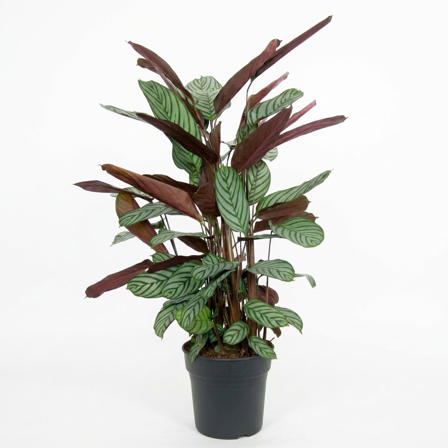 Calathea Oppenheimiana, pauwenplant, hoogte 130 cm, pot 27 cm