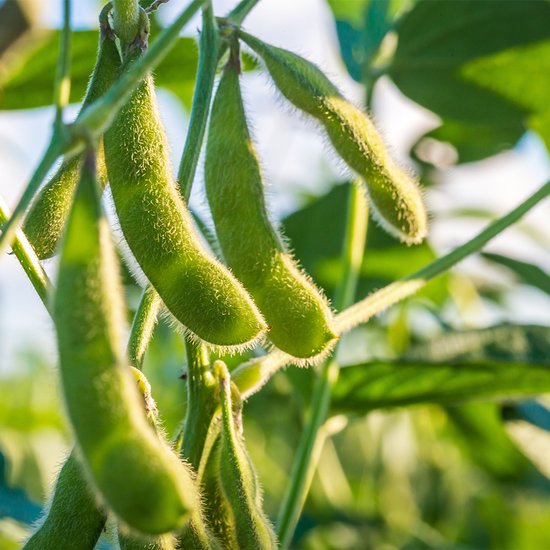 Groene, harige sojabonen die aan een plant groeien.