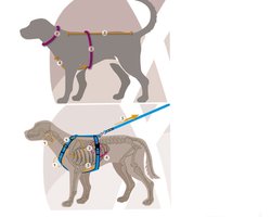 Annyx hondentuig M - Verstelbaar & Ergonomisch - Olijfgroen - Borstomvang 62-74 cm - 18-30 kg - Comfort Tuigje voor Honden