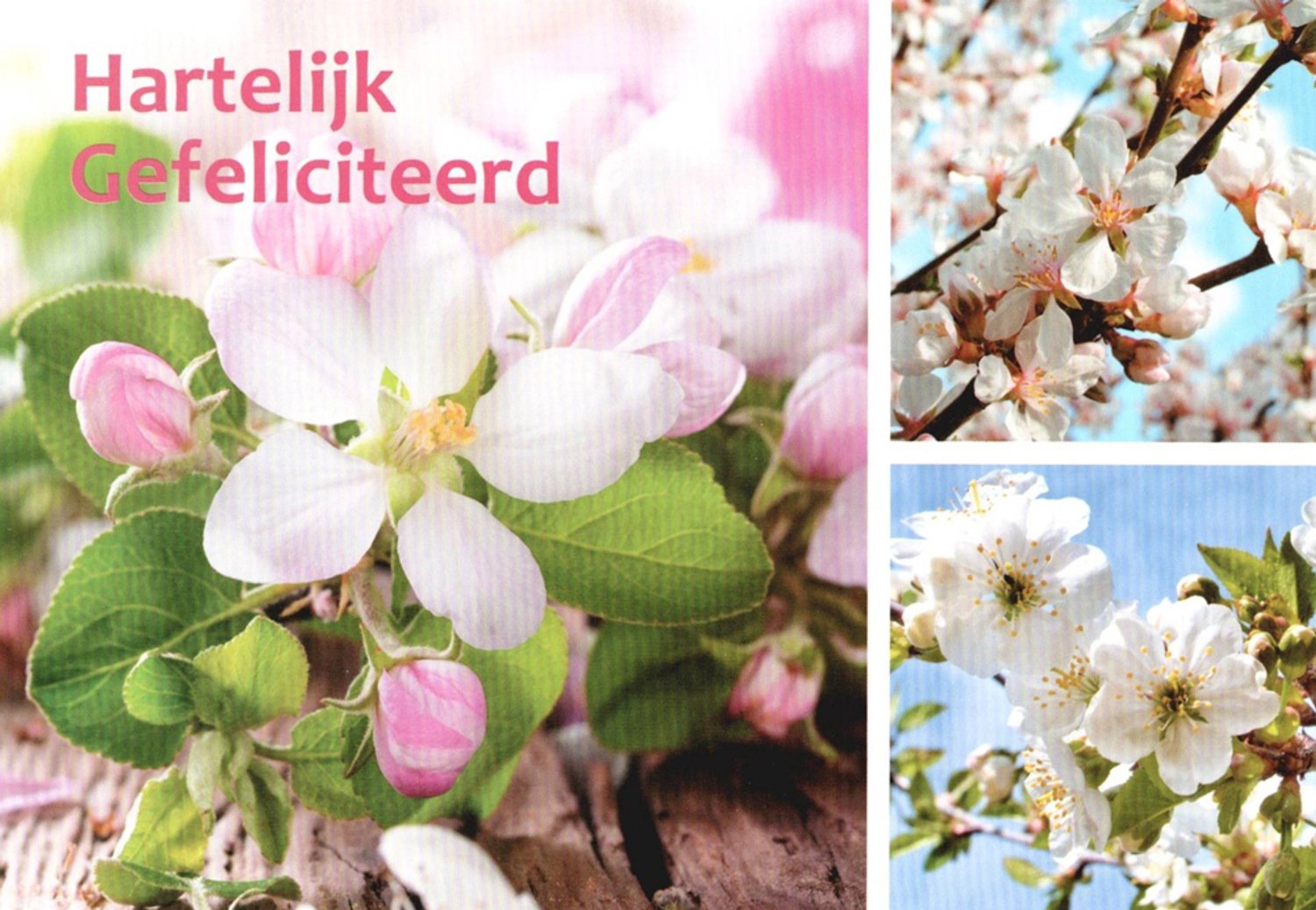 Verjaardagskaart bloem | Wenskaart | 10 stuks | Hartelijk gefeliciteerd