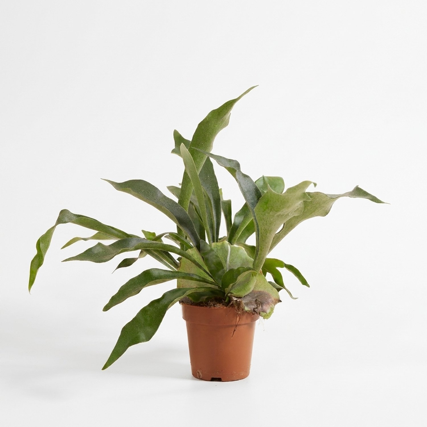 Bloomique - Platycerium Bifurcatum - Hertshoornvaren - Varen - Kamerplanten - Bijzondere bladvorm - Huisdiervriendelijk - Hoogte 30-35 cm - Pot 12 cm