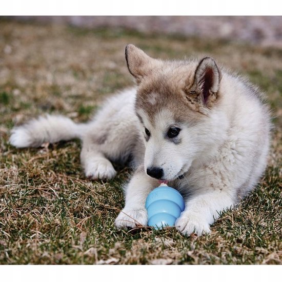 Petit chiot duveteux mâchant un jouet KONG en caoutchouc bleu clair en forme de cône dans l'herbe.