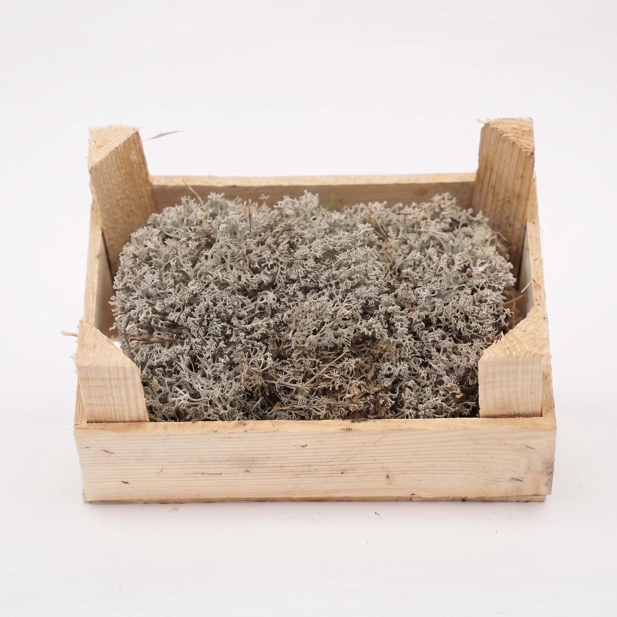 Zilvermos - Houten kistje - 23x15,5x11,5 cm - Echt mos