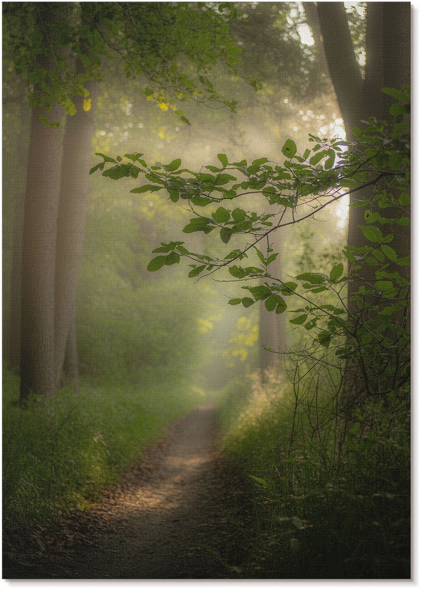 Tulup Polycanvas Wandposter - Bosvrede, Fotografie - A4 - Groen Wanddecoratie - Rechthoek - Interieurdecoratie - Woonkamer, Slaapkamer, Kantoor - Klassiek