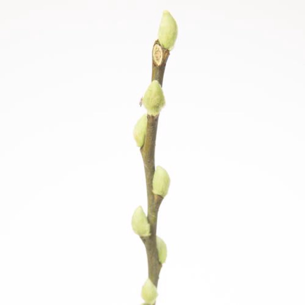 50x Tk salix katjes mint 70cm