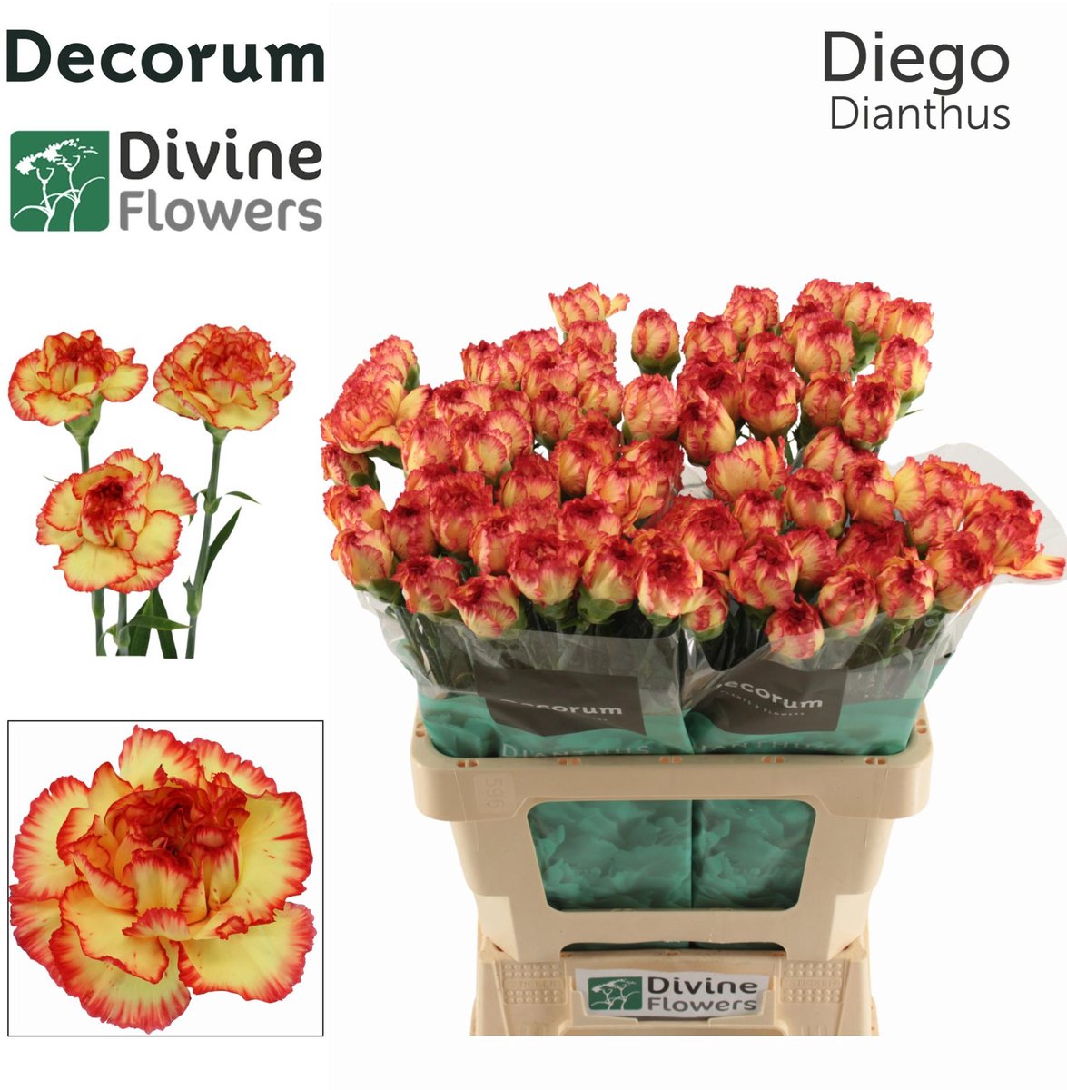 20x Dian.st.diego 60cm