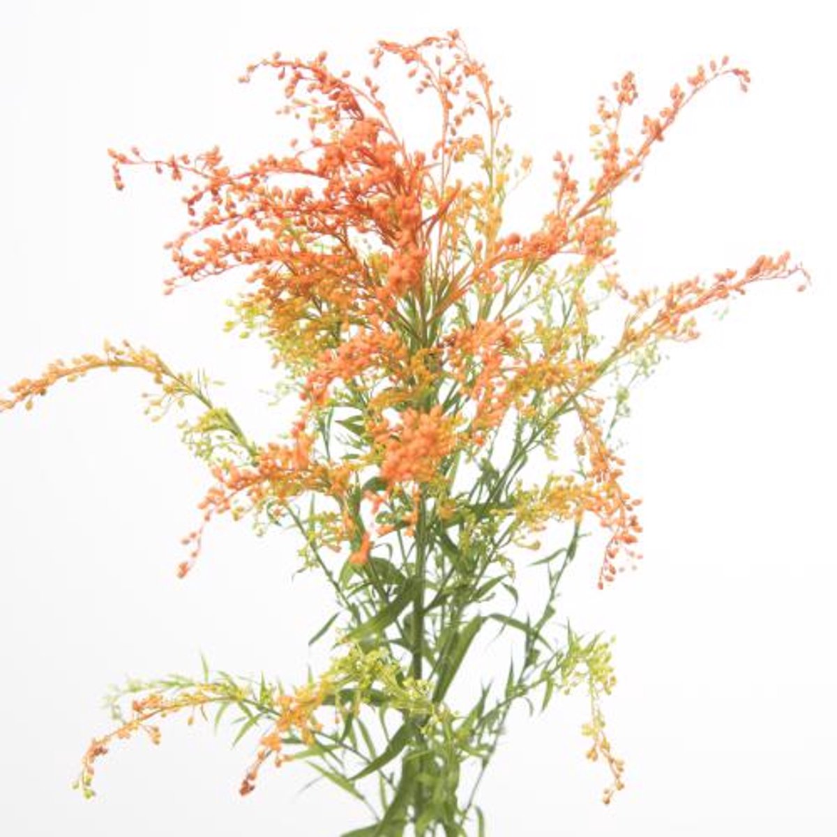25x Solid.(v) oranje 80cm