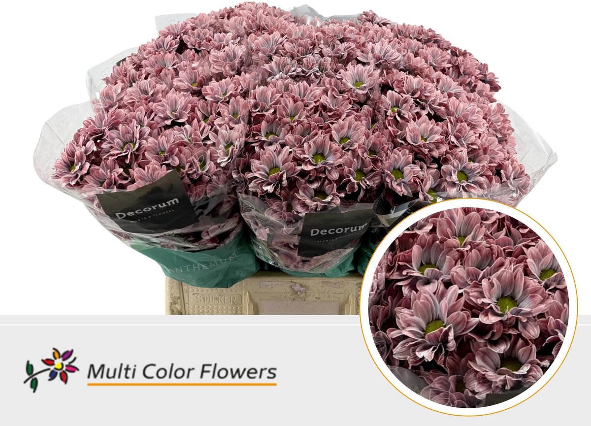 10x Chrysant overig 60cm