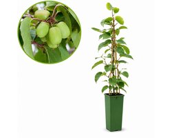 Mini-kiwi - kiwibes - Actinidia arguta Issai - Zoete Kiwi - Winterhard - eigen fruit kweken
