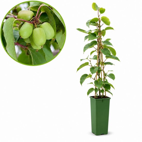 Mini-kiwibesplant in groene pot met ondersteuning, met detailopname van kleine groene kiwi's.