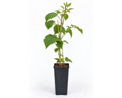 Vijg 'Rouge de Bordeaux' - Ficus carica 'Rouge de Bordeaux' | STRUIK C