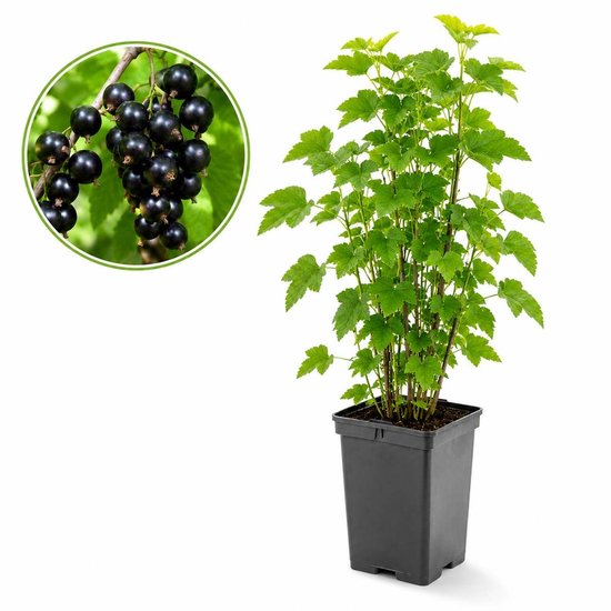 Zwarte bes - Ribes Nigrum - klein fruit - ca. 50 cm hoog