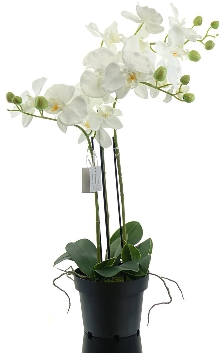 Gasper Kunstorchidee Phalaenopsis wit 62 cm