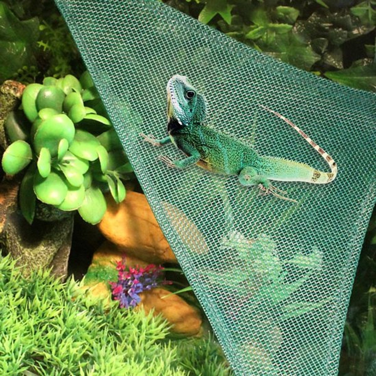 Dailygoods- Hangmat 4 Delig - Reptiel Hangmat - Ademend Netwerk - - Krachtige
