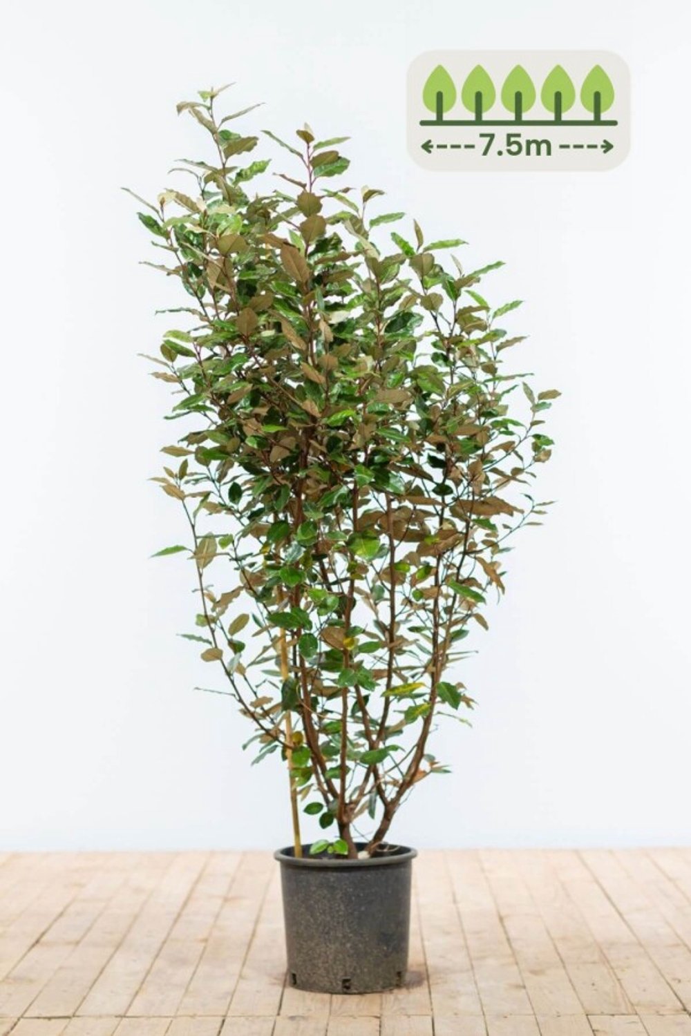 100-125 cm voor 7.5 meter - 19st. Elaeagnus ebbingei