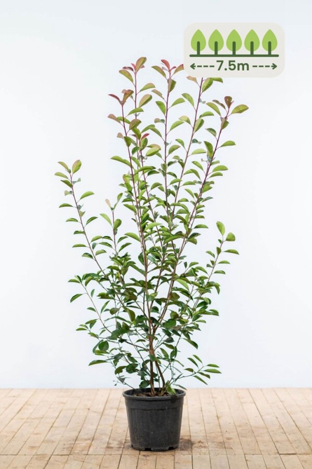 Photinia fraseri 'Red Robin' 150-175 cm voor 7.5 meter - 15st. Photinia fraseri 'Red Robin'