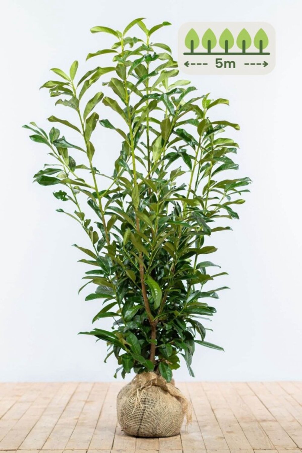 Laurier 'Genolia' 100-125 cm voor 5 meter - 13st. Prunus laurocerasus 'Genolia'