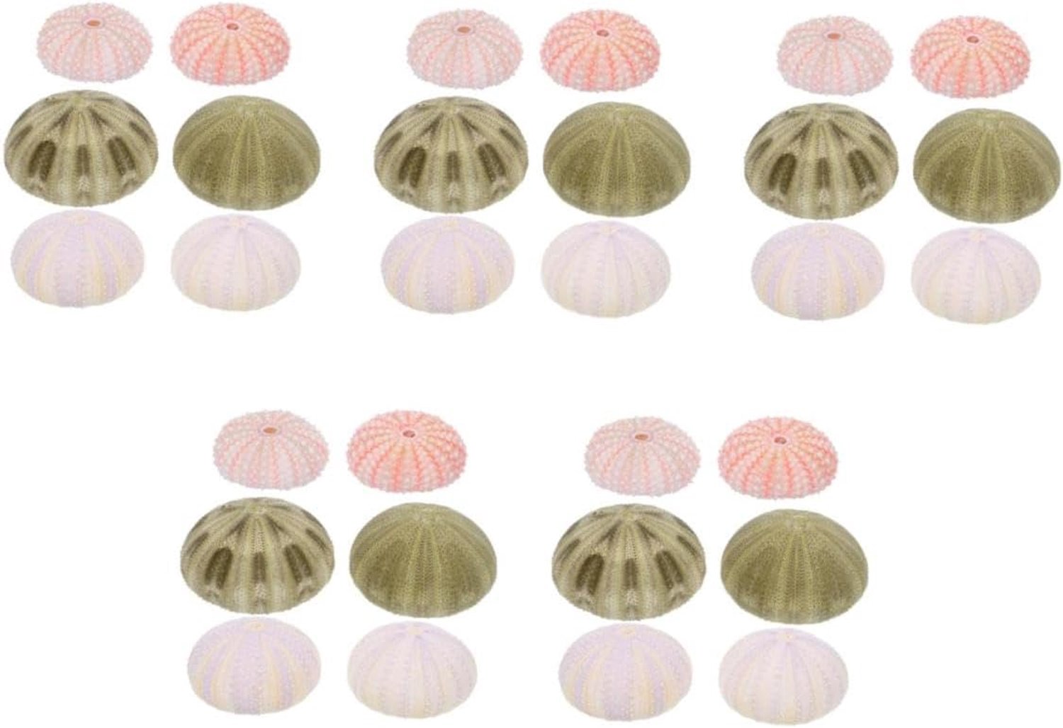 Alipis 4 Sets Schelpen Voor Luchtplantenhouder Schelpenknutselpot Natuurlijke Vaasvulling Voor Huisdecoratie Terrarium (6 Stuks*4)