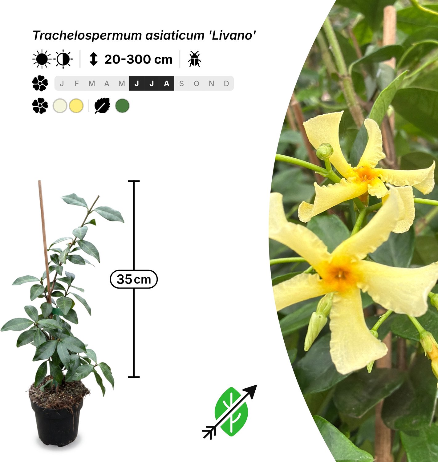 Singleplants - 12x Trachelospermum asiaticum 'Livano' - Pot P9,5 - klimplant - winterhard tot -12°C