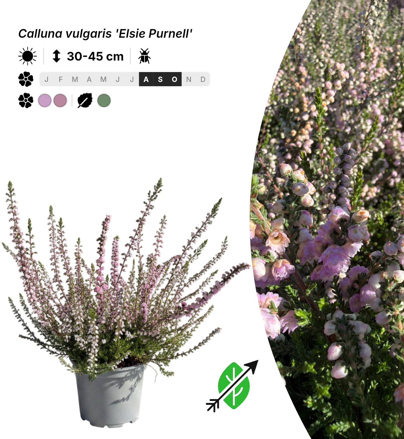 20x Calluna vulgaris 'Elsie Purnell' - Pot P10,5 - bodembedekker - winterhard tot -20°C - Singleplants