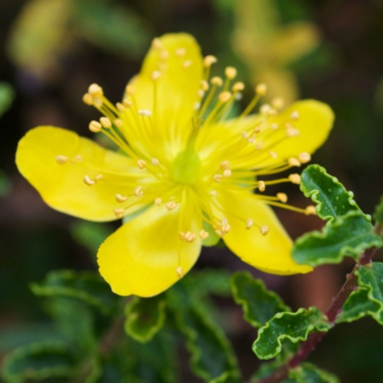 Hypericum polyphyllum - Hertshooi - Vaste planten - Bijen-Vlinders - Snijbloemen - Bodembedekkers - Zomerbollen - Voorjaarsbollen