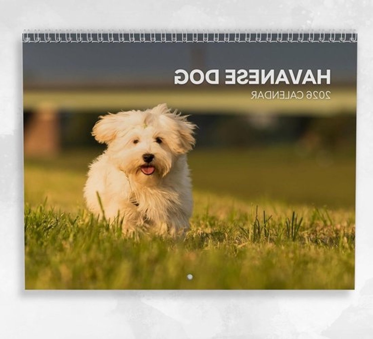 Havanezerhondenkalender - Jaarplanner met honden - Blijf georganiseerd - Maandelijks notitieveld - A3 open - Meerdere kleuren