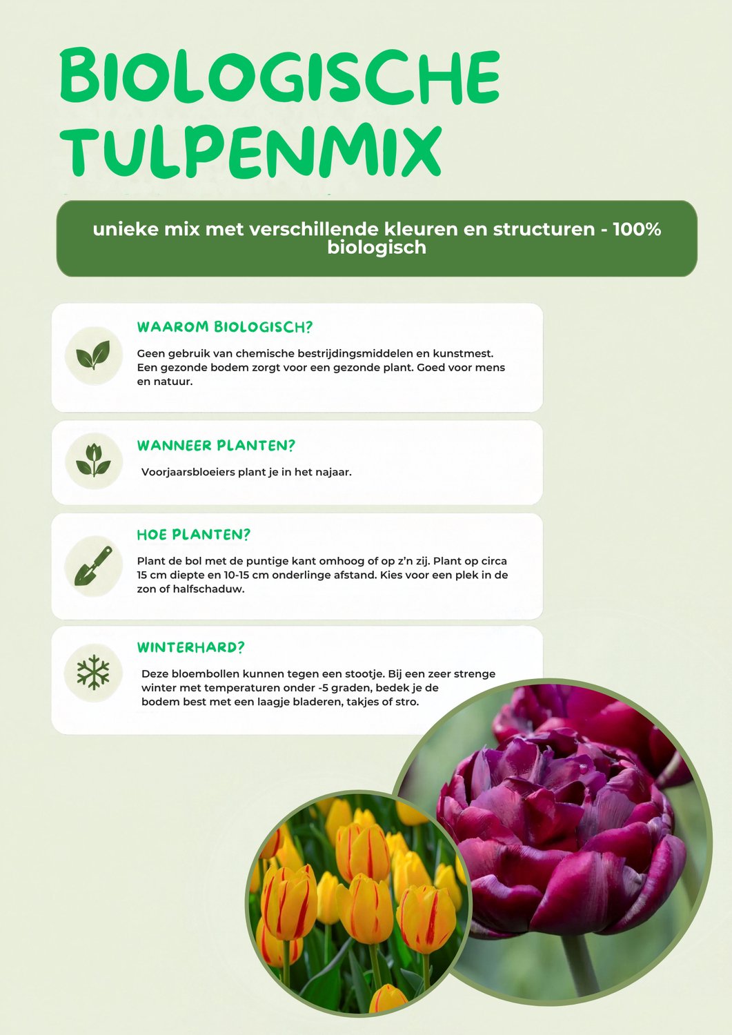 Unieke tulpenmix - 100% biologische bloembollen - mix van unieke tulpensoorten - 20 stuks