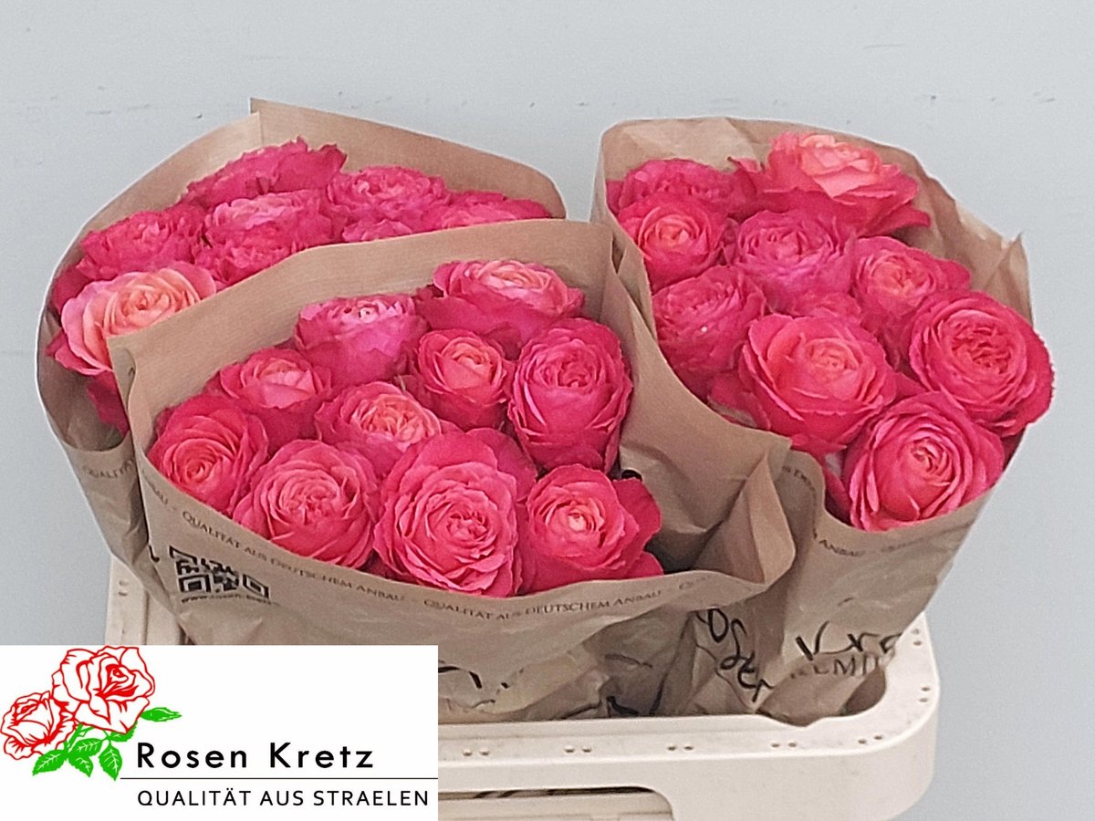10x Rosa windsor charme+ 60cm