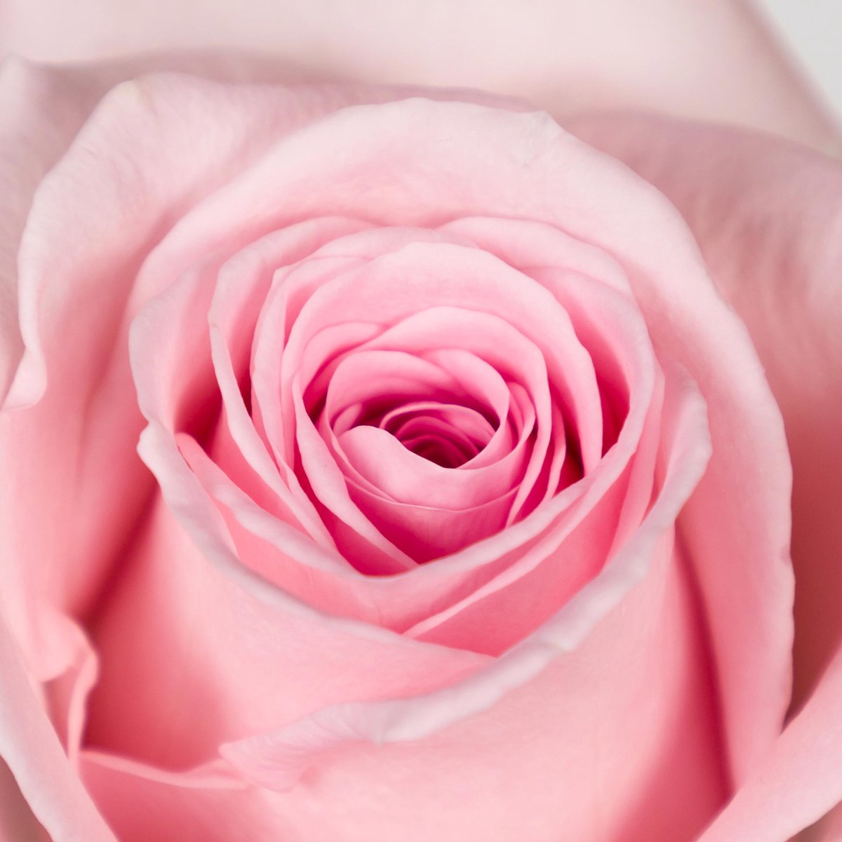 10x Rosa sweet dolomiti 40cm