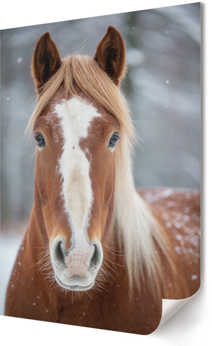 Coloray Polycanvas Poster - Nevelbos, Fotografie - A3 - Groen Motief - Rechthoek - Kunstposter - Woonkamer, Slaapkamer, Kantoor - Klassiek