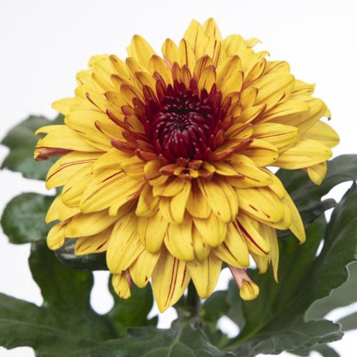 10x Chrysant pip sunny 70cm