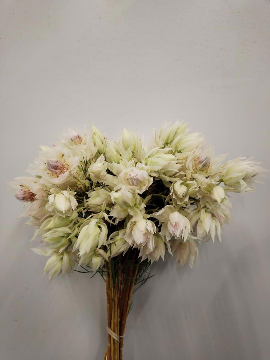 10x Pg serruria blushing bride white 40cm