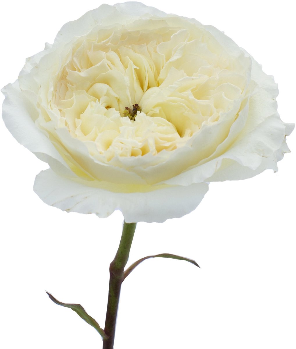 12x Rosa david austin patience 50cm