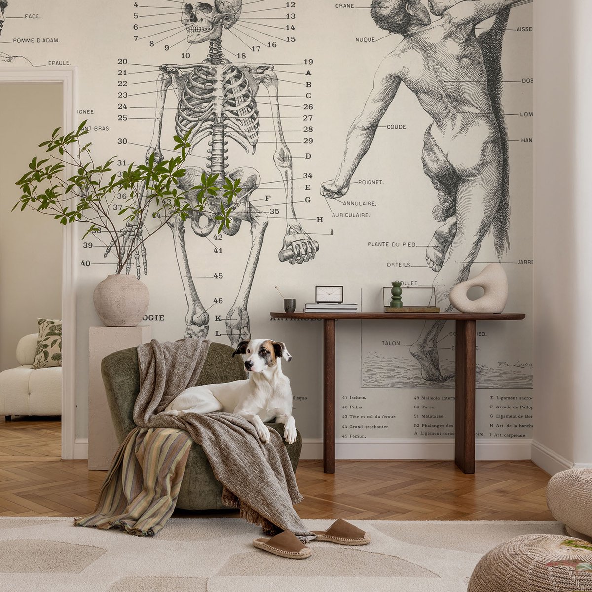 Coloray Vliesbehang - Zwart Snellijm Behang - 104x70 cm - Klassieke Anatomie Fotobehang Vlies - Hal behang Anatomie - Muurschildering - Woonkamer behang
