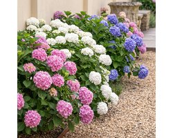 Hortensia - Hydrangea macrophylla Tricolour - Bloem Blauw, Roze en Wit - 3 Planten - Bladverliezend - Weinig Onderhoud - Pot 17cm Hoogte 30cm