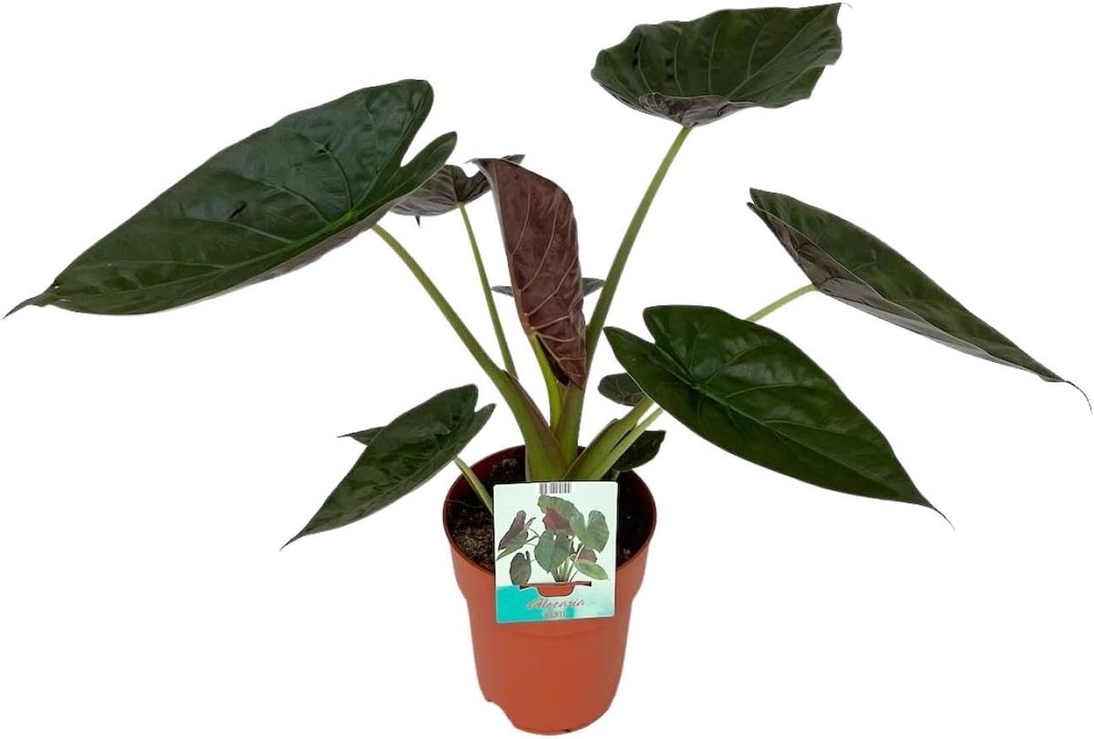 Wentii - 75-85cm - Ø19cm - Kamerplant - Groenblijvend