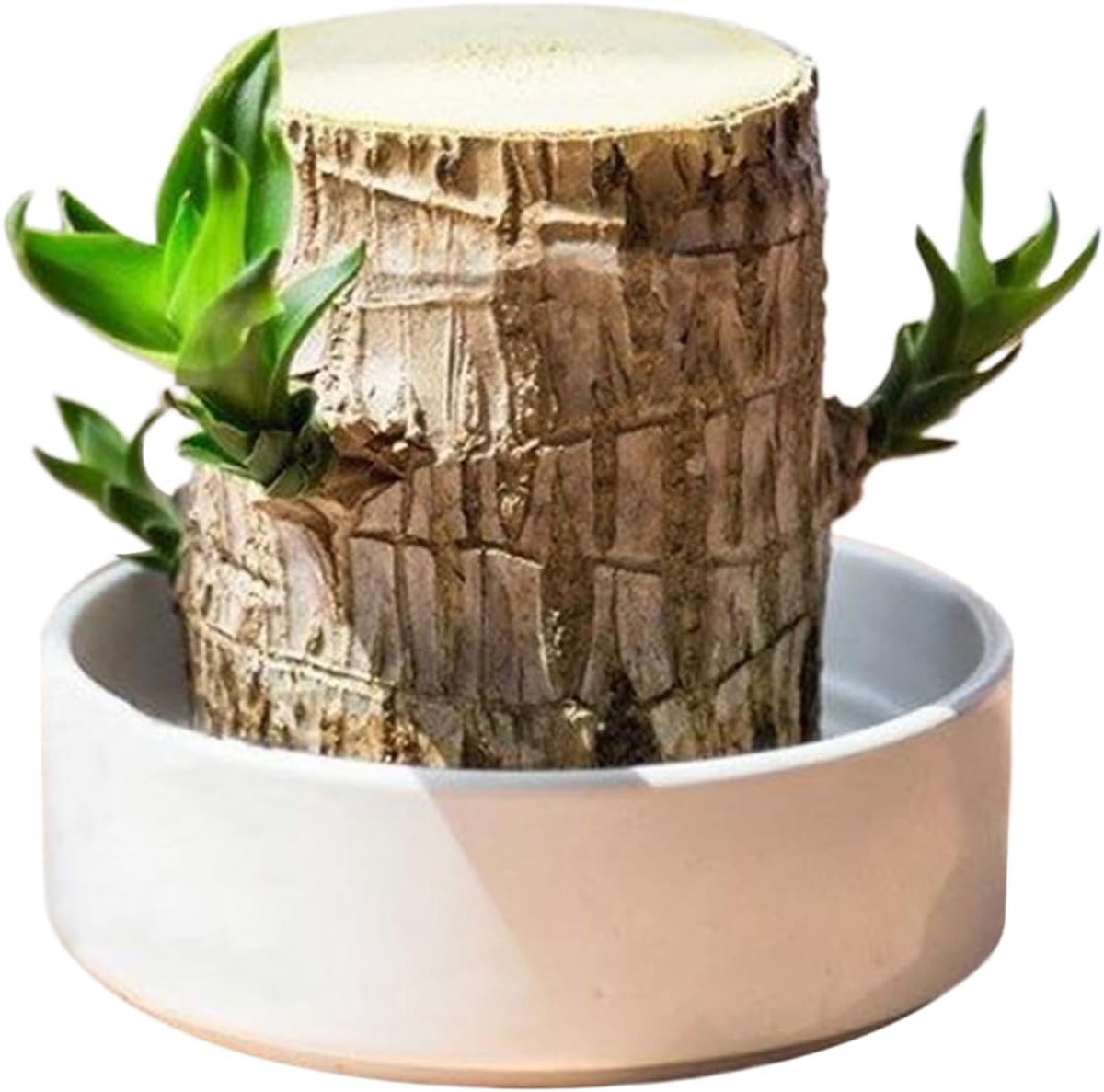 Gelukshout Plant Natuurlijke Hydroponische Stronk Decoratie