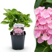 Green boutiQ - Hortensia - Hydrangea macrophylla Pink - Bloem Roze - 3 Planten - 1 m2 - Bladverliezend - Weinig Onderhoud - Pot 17cm Hoogte 30cm