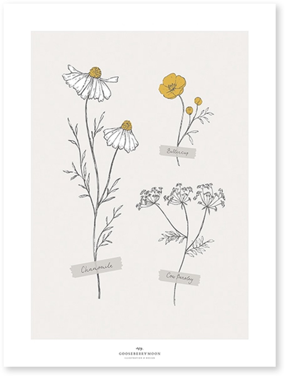 Lilipinso Chamomile Poster - Wild Flowers (30x40cm) (op=op)