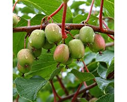 Kiwibes 'Weikii' - Actinidia arguta 'Weiki' (mnl) | 50-60 C