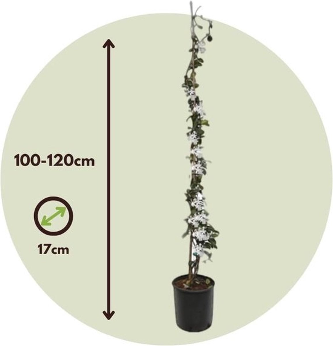 Winterharde Jasmijn Plant - Klimplant - Hoogte 110-120cm - Potmaat 17cm - Geurige Bloemen voor Tuin en Balkon