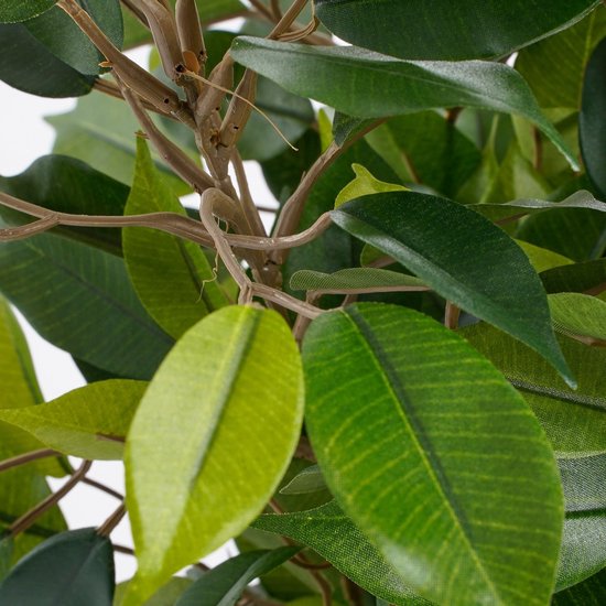 Close-up van groene ficusbladeren met bruine nerven en takken.