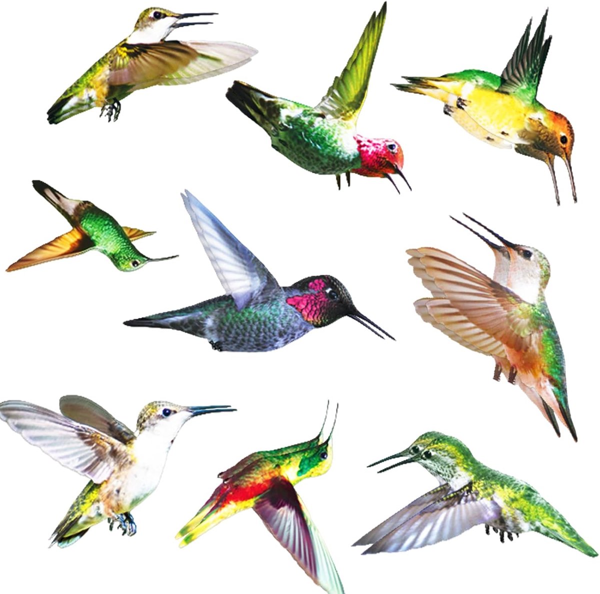 Raamstickers, vogelbescherming, voorkomt dat vogels op raamstickers komen, vogelbescherming, raam, dubbelzijdig, zelfklevend, vogelbescherming, raamsticker, raamfolie, kleurrijk