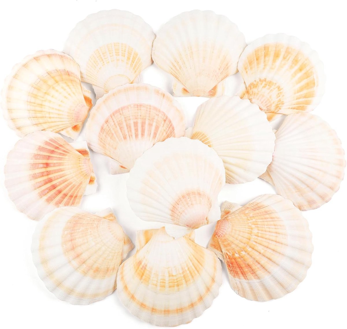 12 stuks Sint-jakobsschelpen, natuurlijke zeeschelpen, 10 tot 12,7 cm, wit en roze, schelpen, kleine zeeschelpen, voor knutselen, bruiloft, decoratie, strandthemafeest, aquarium en vaasvuller