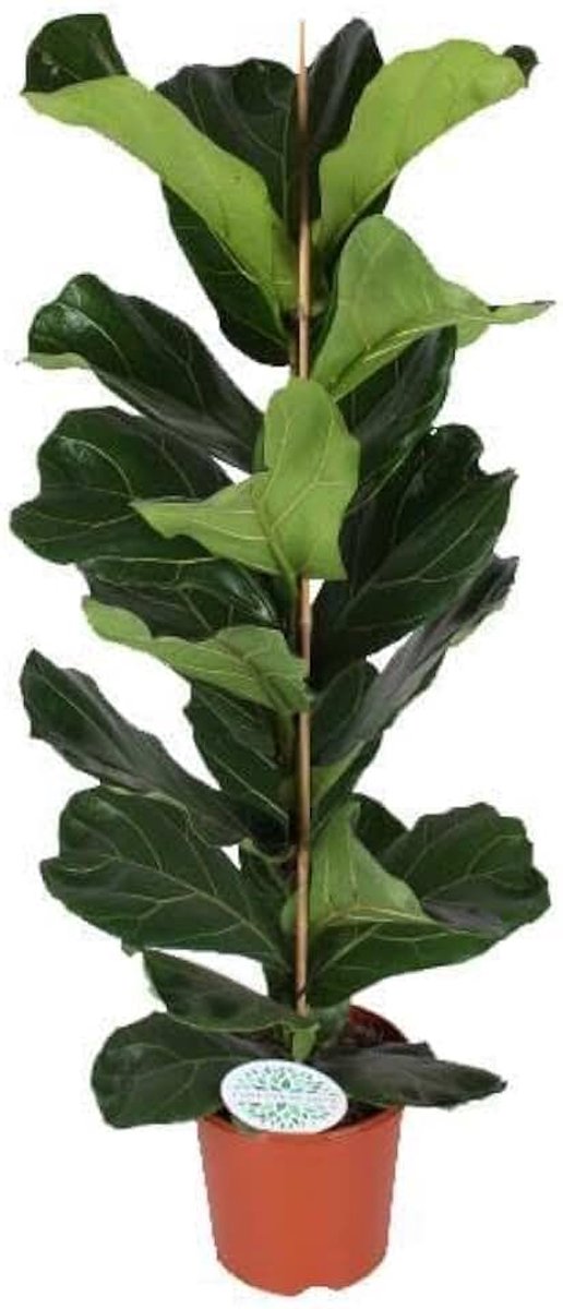 Ficus Lyrata - Ø21cm - 90cm