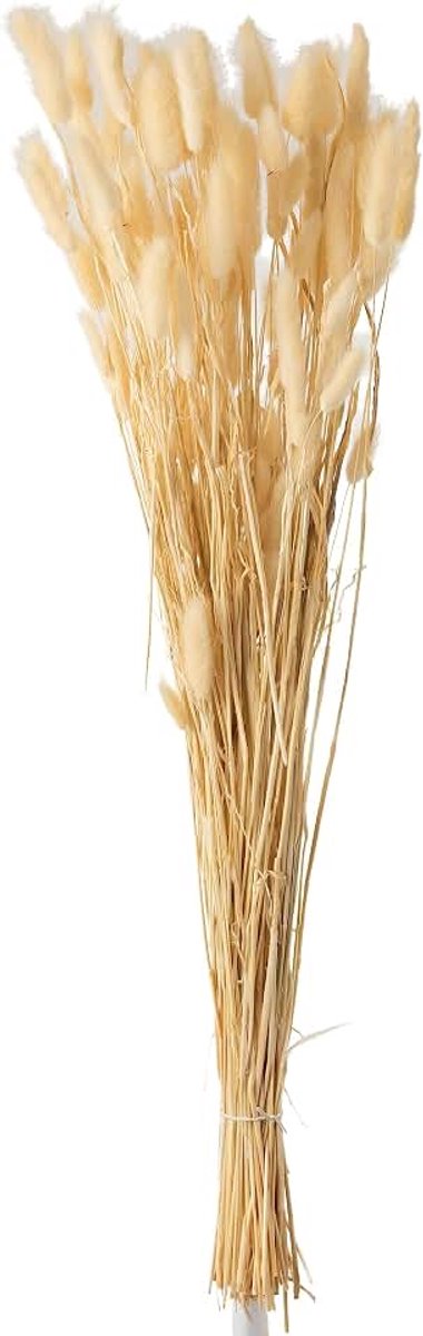 Droogbloemen - Bundel Pluim Hazenstaart Gedroogd Beige